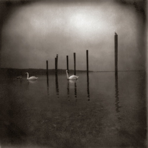 Om | Conference of the Birds (Vinyl)